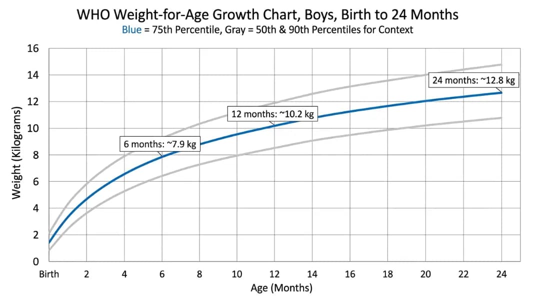WHO weight-for-age growth chart showing the 75th percentile curve highlighted with reference weights at 6, 12, and 24 months