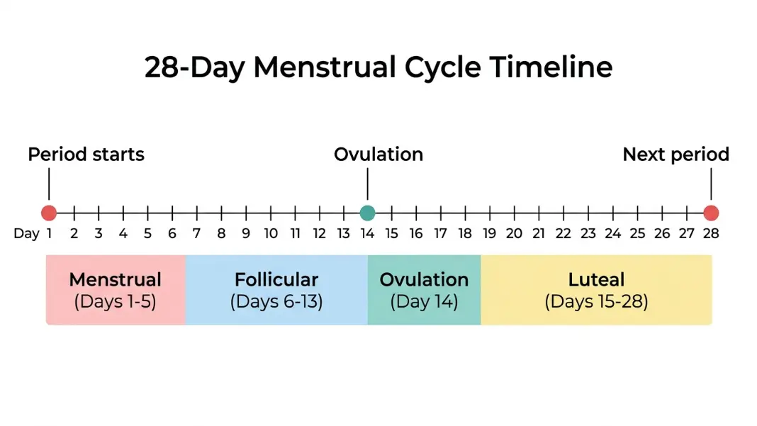 How to Calculate Your Period Cycle Length and Predict Future Dates (2026)